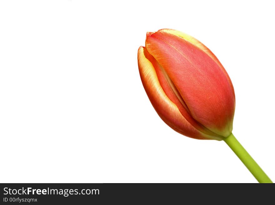 Close-up of red and yellow tulip isolated over white with copy space. Close-up of red and yellow tulip isolated over white with copy space