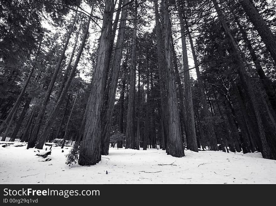 Redwood trees in Yosemite national park