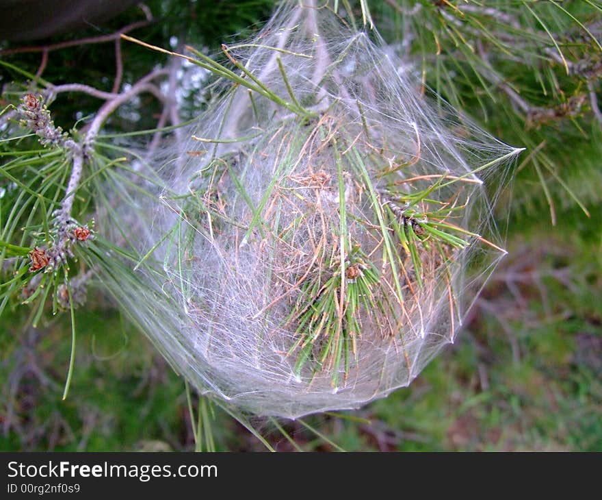 The crobweb on pine tree