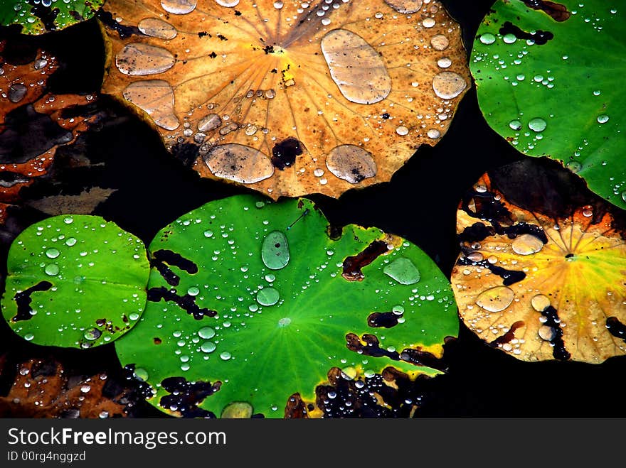 Crystal water rolling on Colourful Lotus Leaf