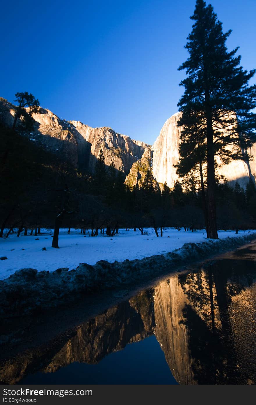 El Capitan and trees reflected in a puddle, Yosemite National Park. El Capitan and trees reflected in a puddle, Yosemite National Park