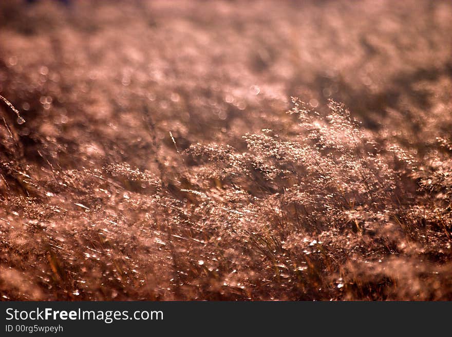 Grass in sunset-1