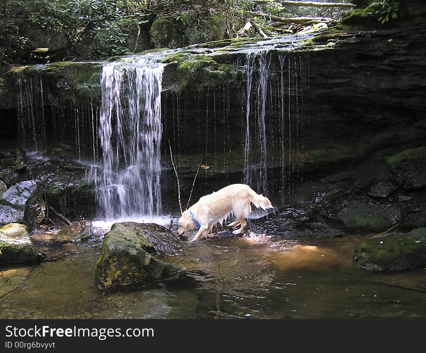 Golden Retriever drinking from a mountain stream, framed by a waterfall in the background. Golden Retriever drinking from a mountain stream, framed by a waterfall in the background.