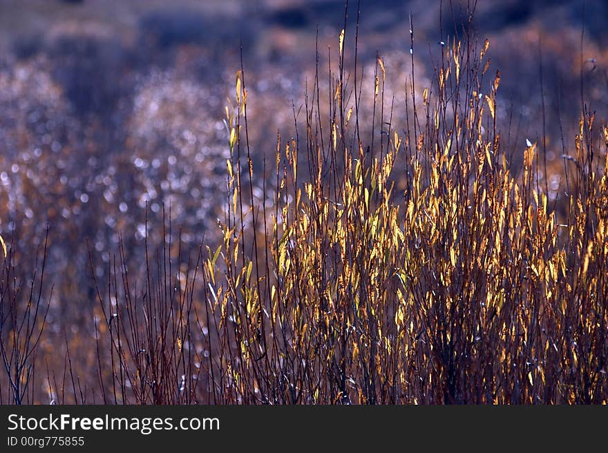 Grass in sunset-1