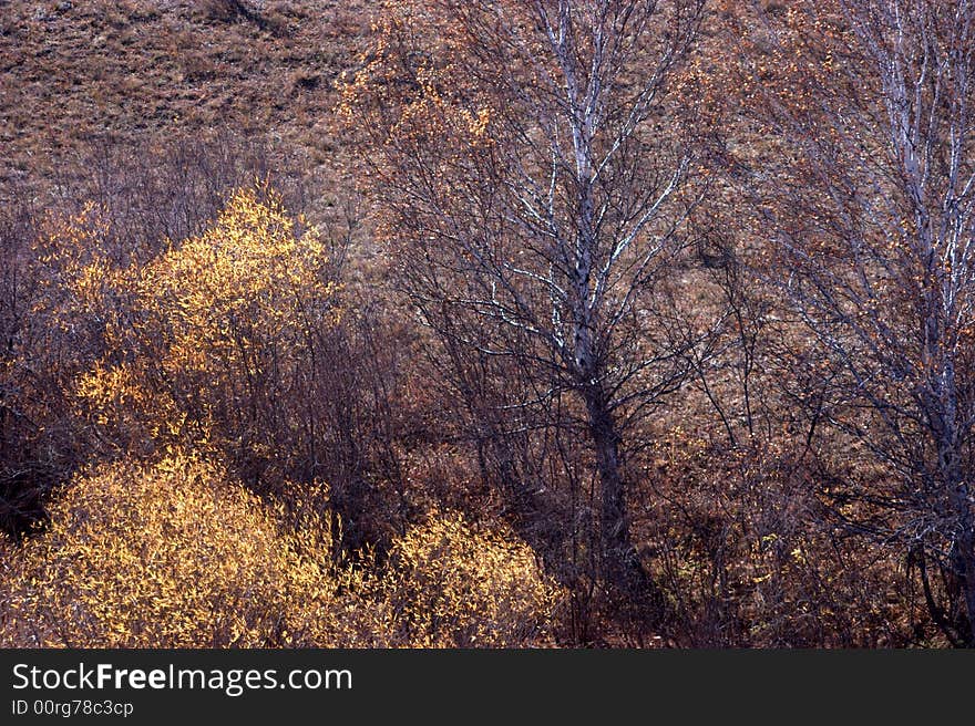 Taken in grassland of inner Mongolia, China. Taken in grassland of inner Mongolia, China