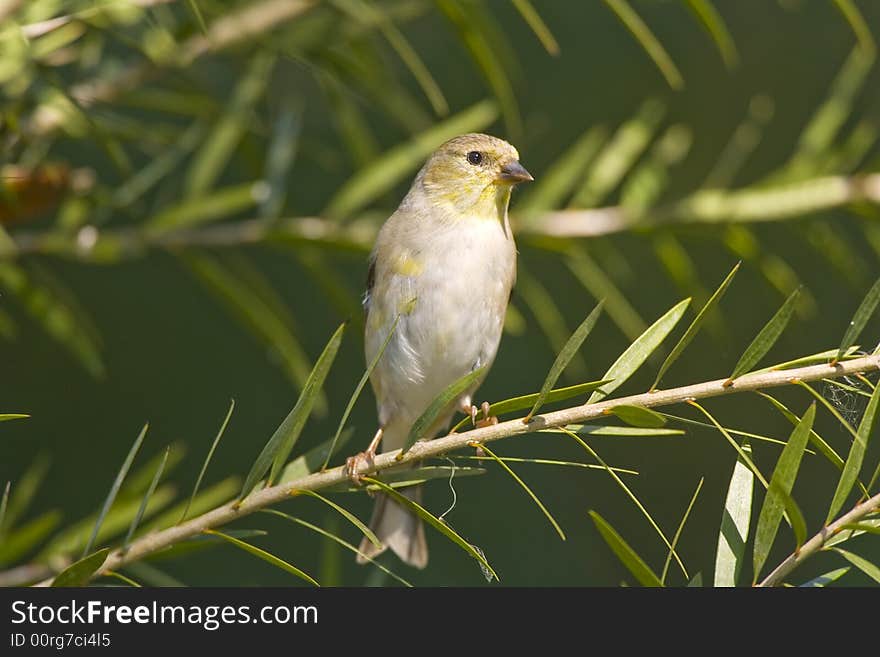 American Goldfinch perchrd