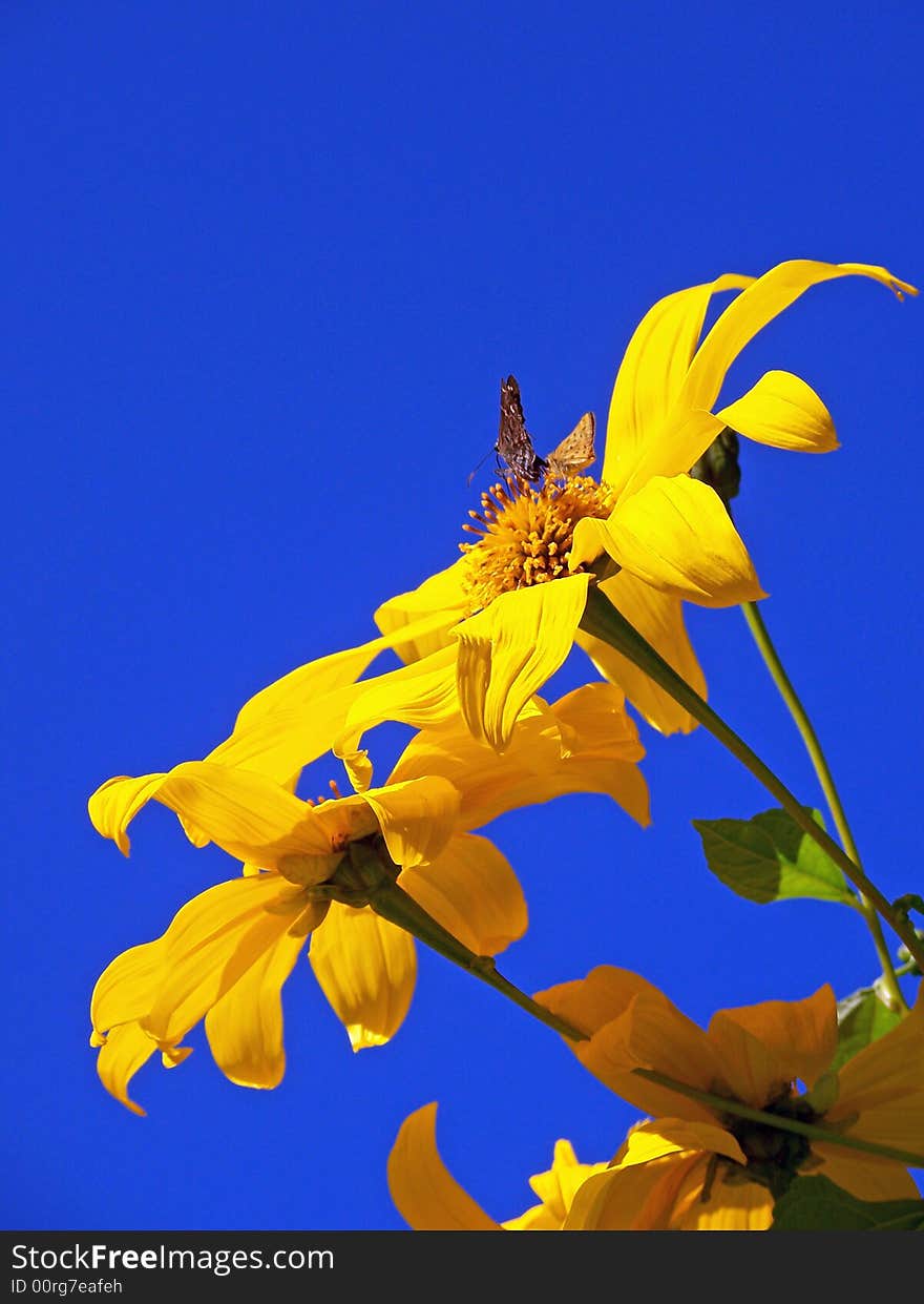 Small butterfly on sunflower