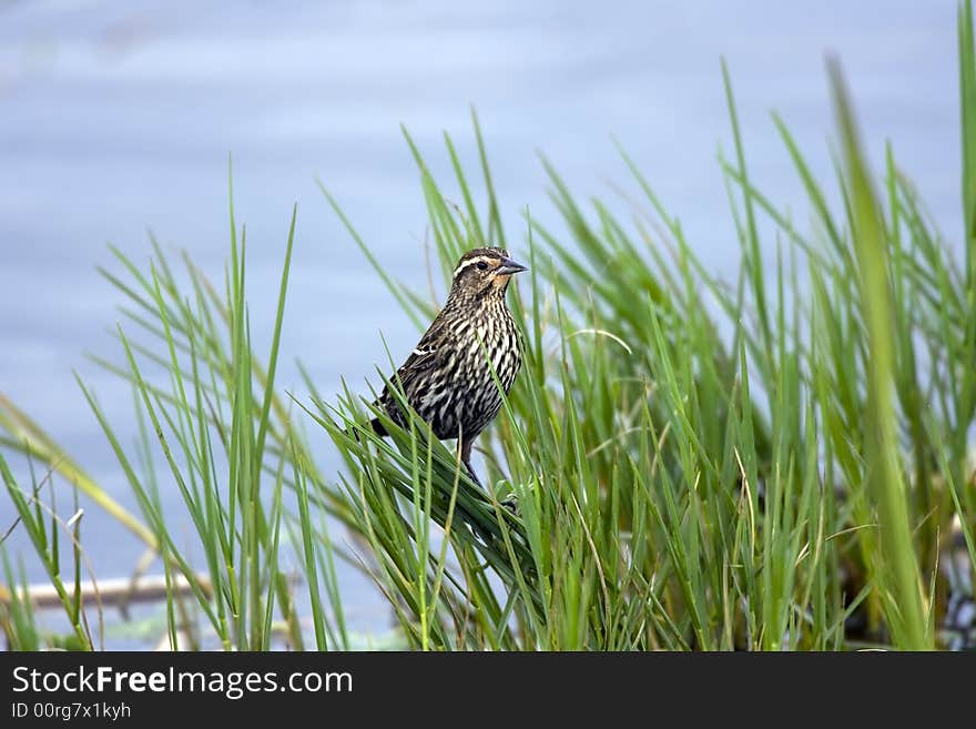 Female Red-winged Blackbird