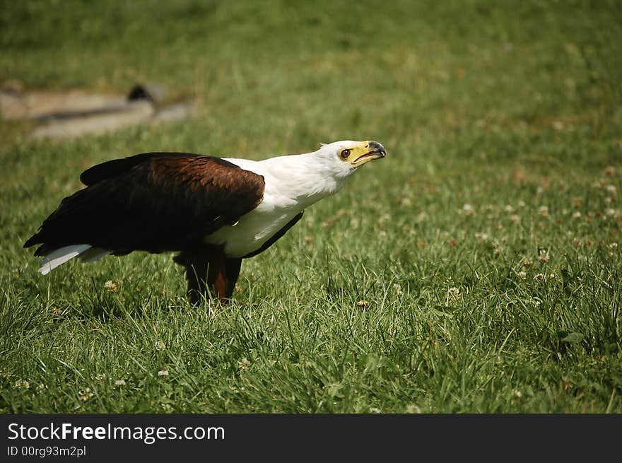 Bald eagle in the grass