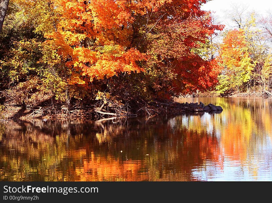 Autumn Trees