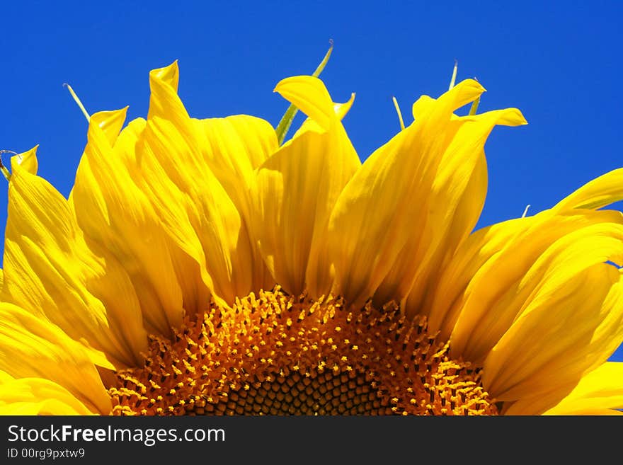 Sunflower in blue sky