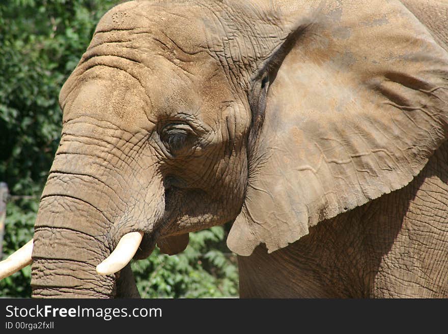 Closeup of an elephant head. Closeup of an elephant head