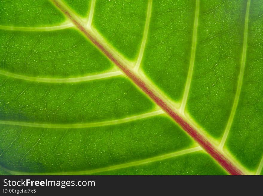 Detail of green leaf. Close-up.