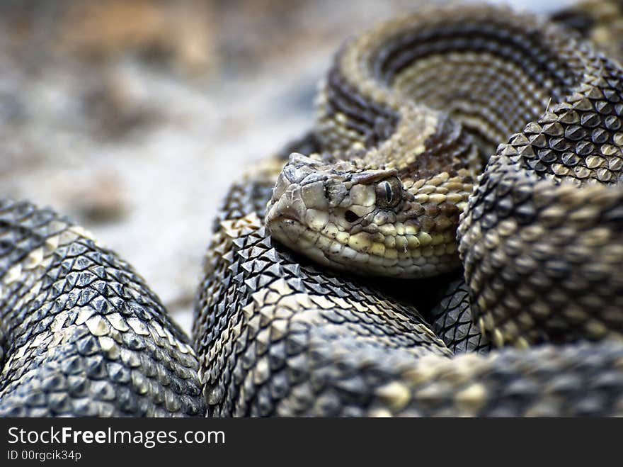 Cobra In Reptile Park, Costa Rica