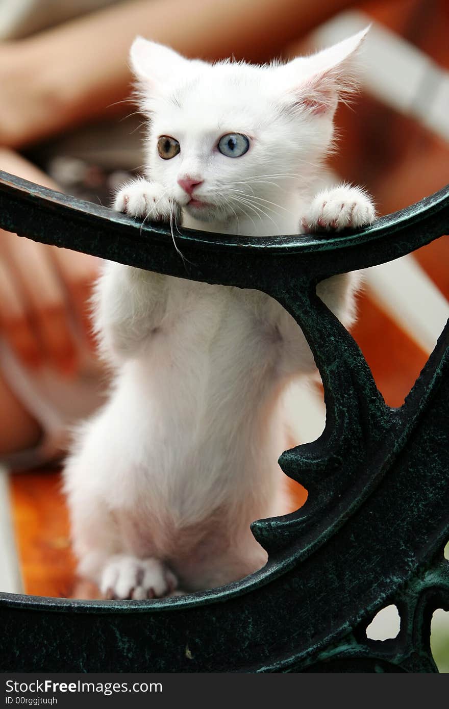 White Cat