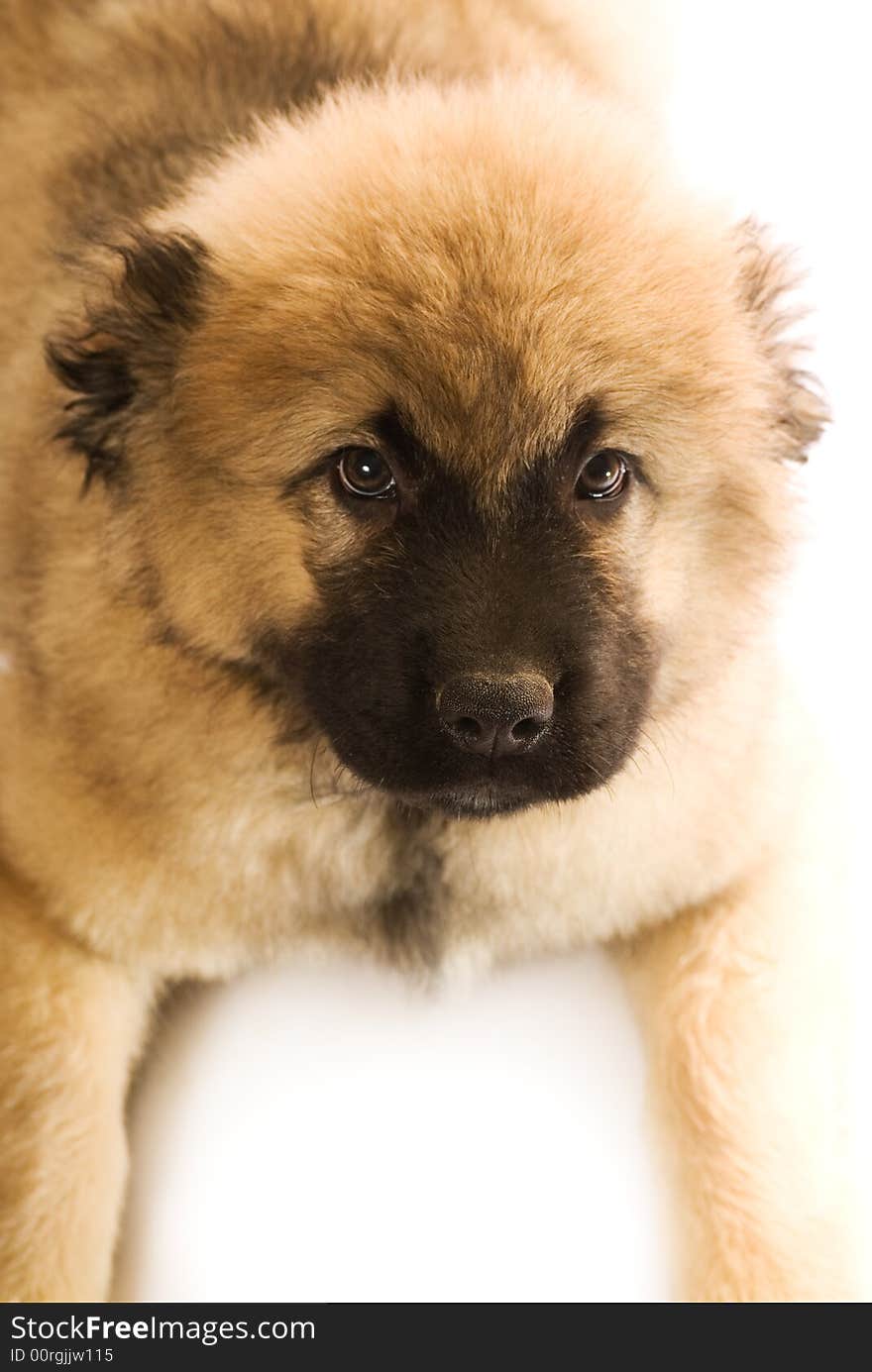 Caucasian Shepherd Puppy