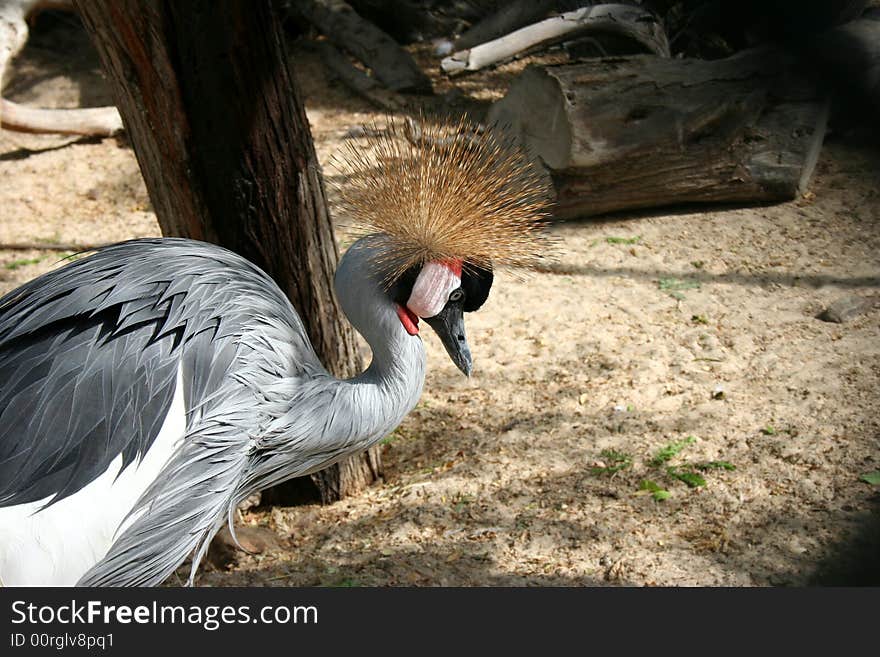 Crown bird in the nature