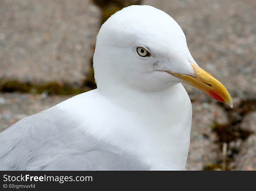 A Seagull in a Closeup on a harbour in Western Scotland.