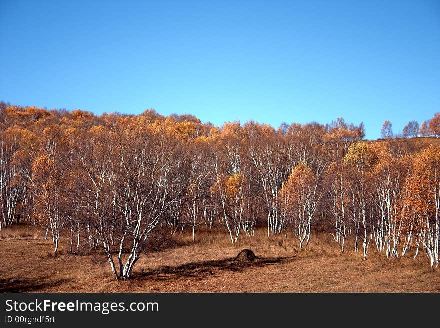 Forest under blue sky