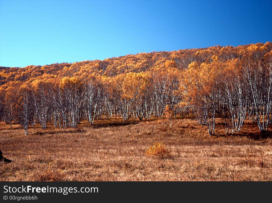 Forest under blue sky-1