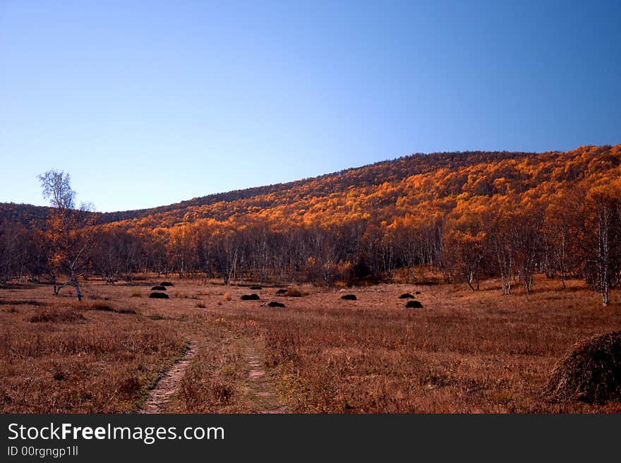 Forest under blue sky-2