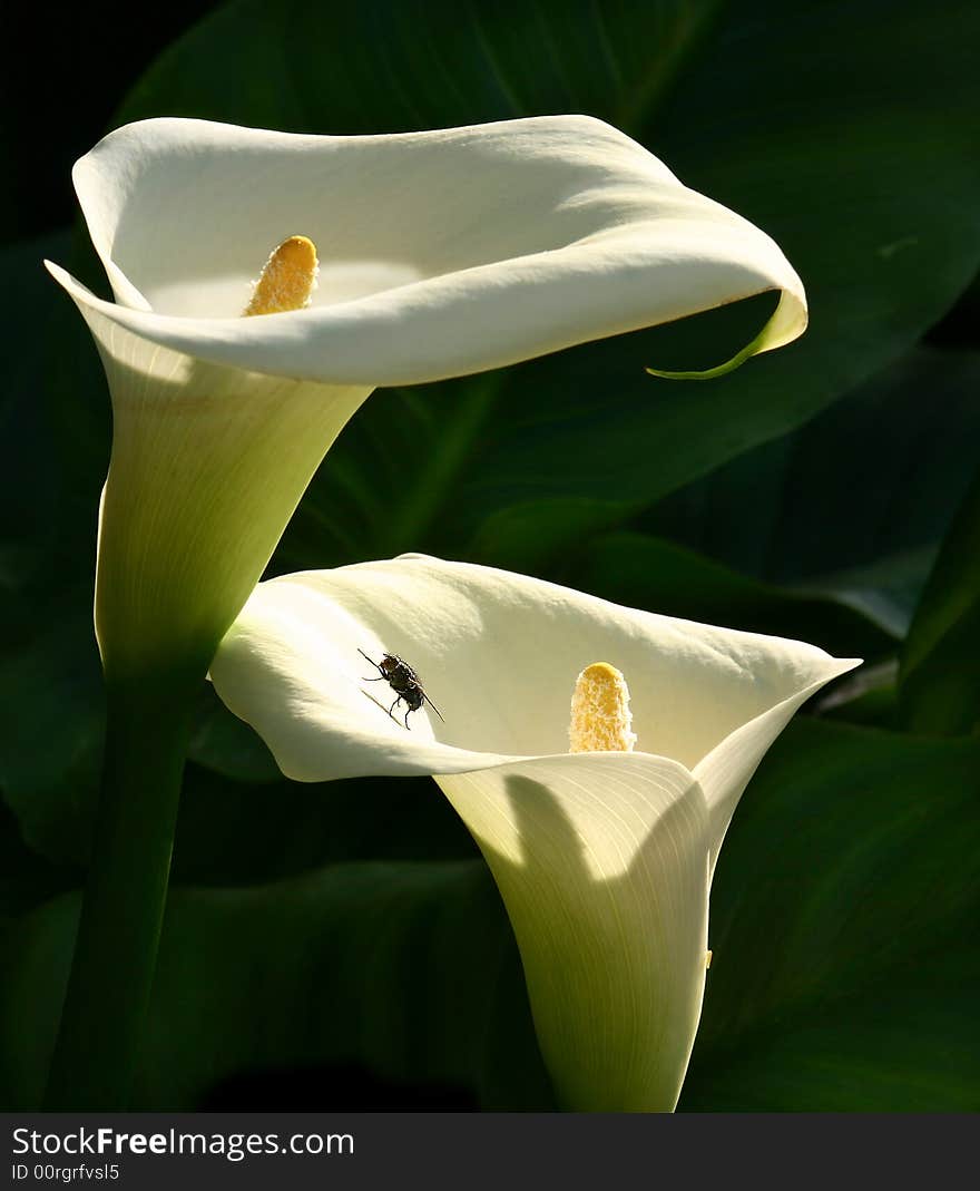 Black house fly sitting on snow white Zantedeschia aethiopica calyx leaf against yellow pollen-carrier covered with whitish pollen-grain. Black house fly sitting on snow white Zantedeschia aethiopica calyx leaf against yellow pollen-carrier covered with whitish pollen-grain