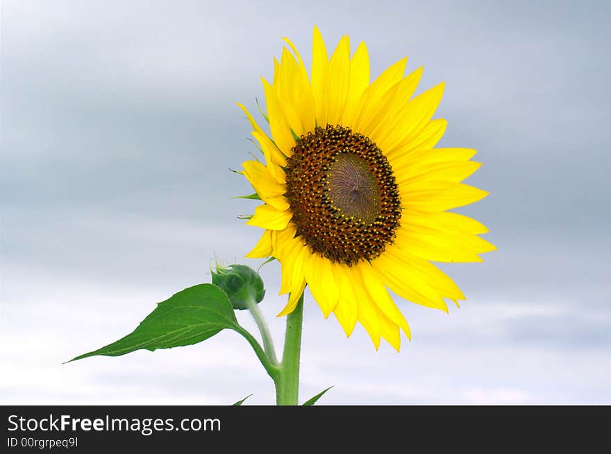 Photo of beautiful colorful sunflower. Photo of beautiful colorful sunflower