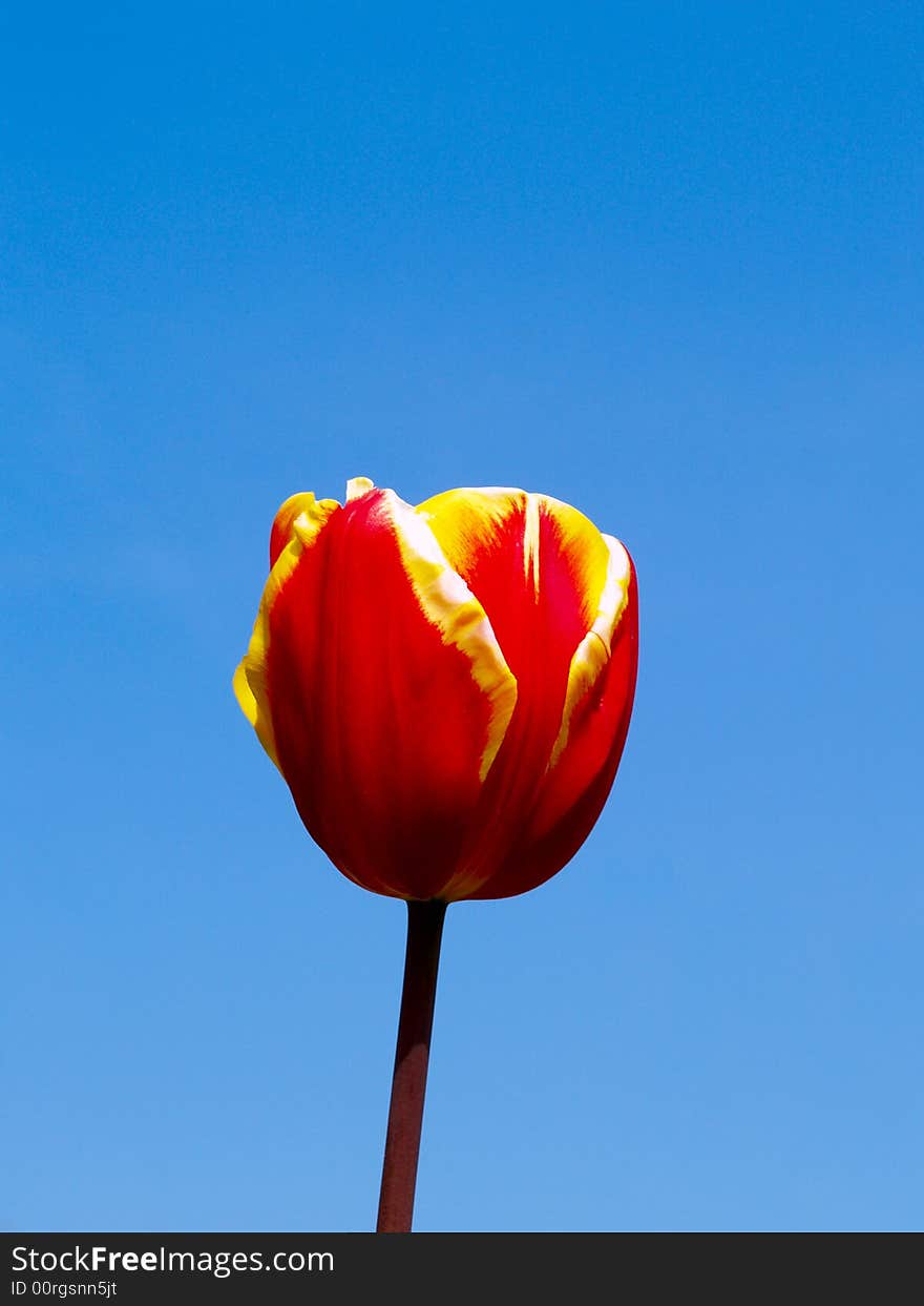 A single red and yellow tulip brightly lit over a clear sky. A single red and yellow tulip brightly lit over a clear sky