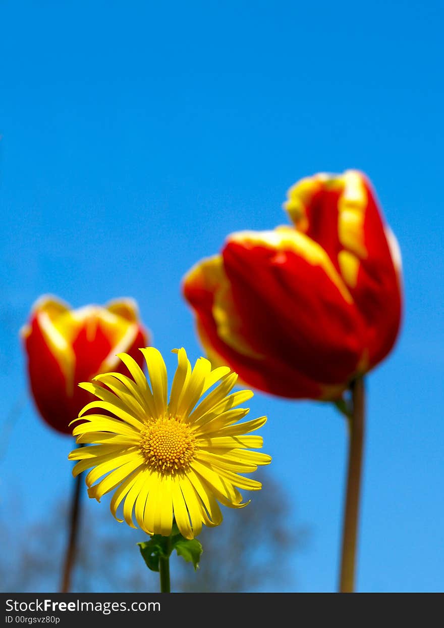 Vivid red tulips with a yellow daisy in front over a bright blue sky