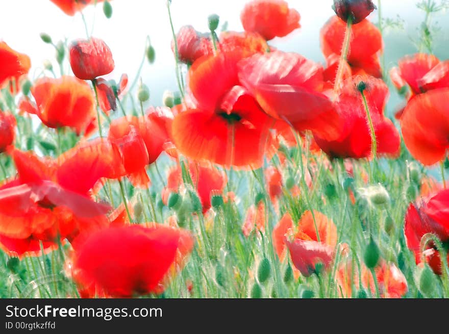 A field of red papaveri. A field of red papaveri