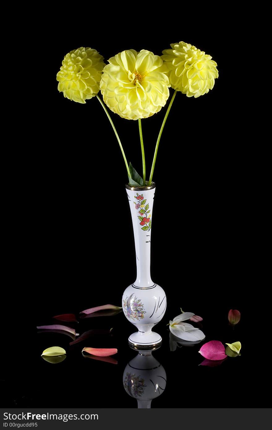 White vase of yellow dahlias on a black background. White vase of yellow dahlias on a black background.