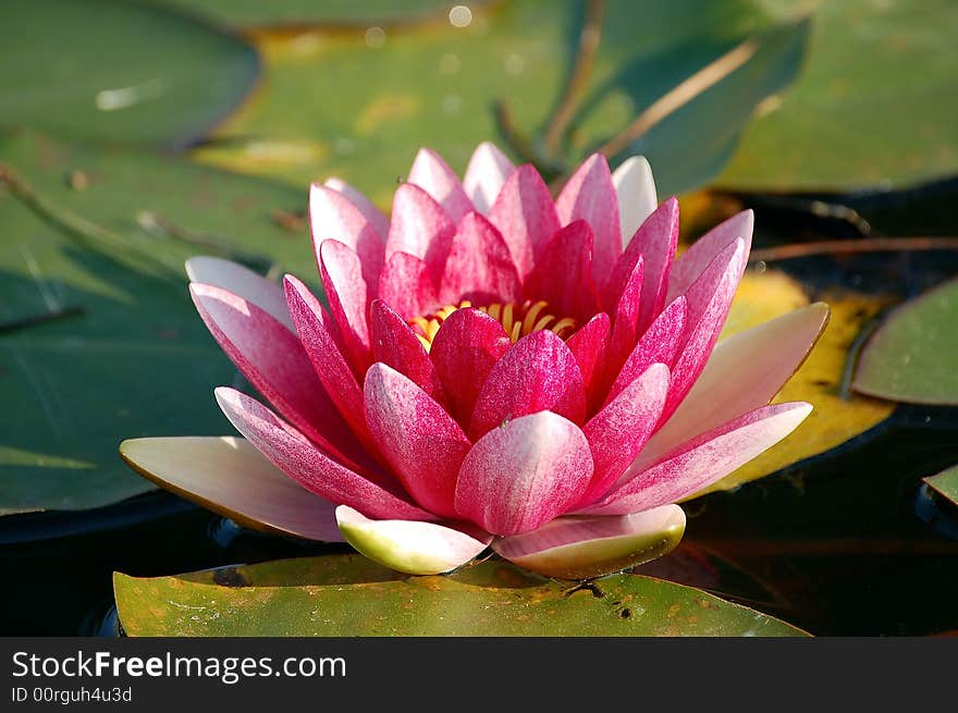 This photo show a pink and white ninfea in full bloom. This photo show a pink and white ninfea in full bloom