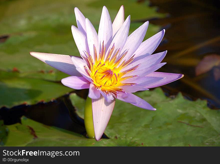 This photo show a violet ninfea in full bloom in the lake. This photo show a violet ninfea in full bloom in the lake