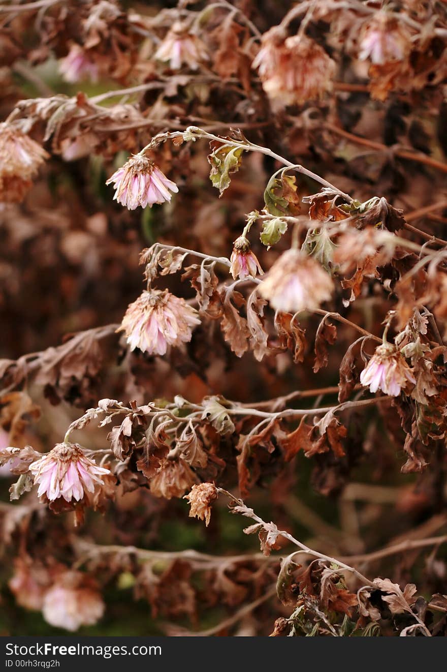 Background of dried flower - autumn. Background of dried flower - autumn