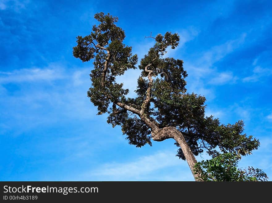 A lonely crooked tree on a blue cloudless background