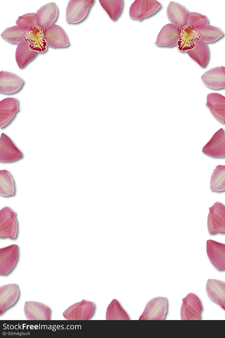 Pink arching orchid petal border on white. Pink arching orchid petal border on white