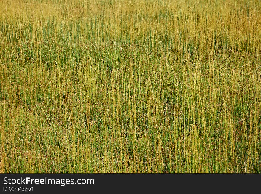 Yellow and green wild grass