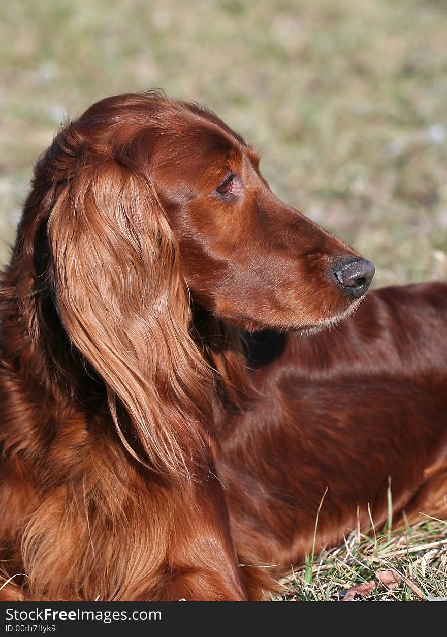 Irish Red Setter looks out