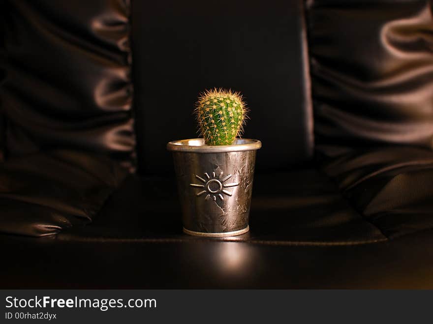 Cactus on a leather chair