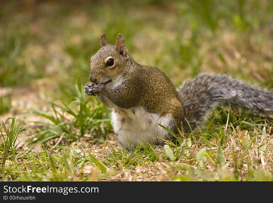 A Gray Squirrel eating or chewing on an objrct