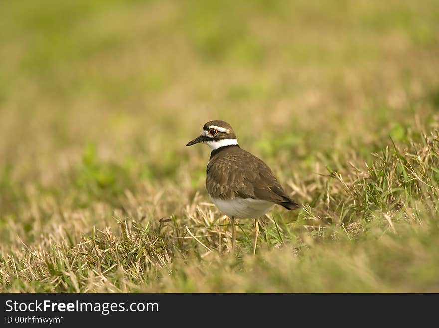 Killdeer Searching The Field For Food