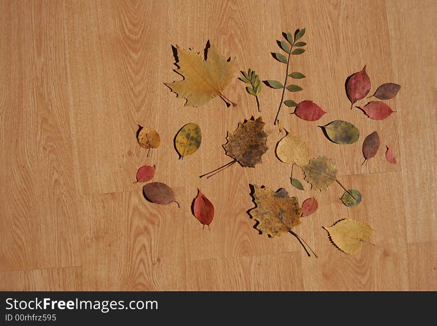 Various leaves on a wooden floor with direct sunlight