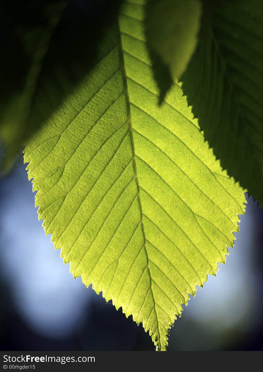 Elm Leaf Backlighting