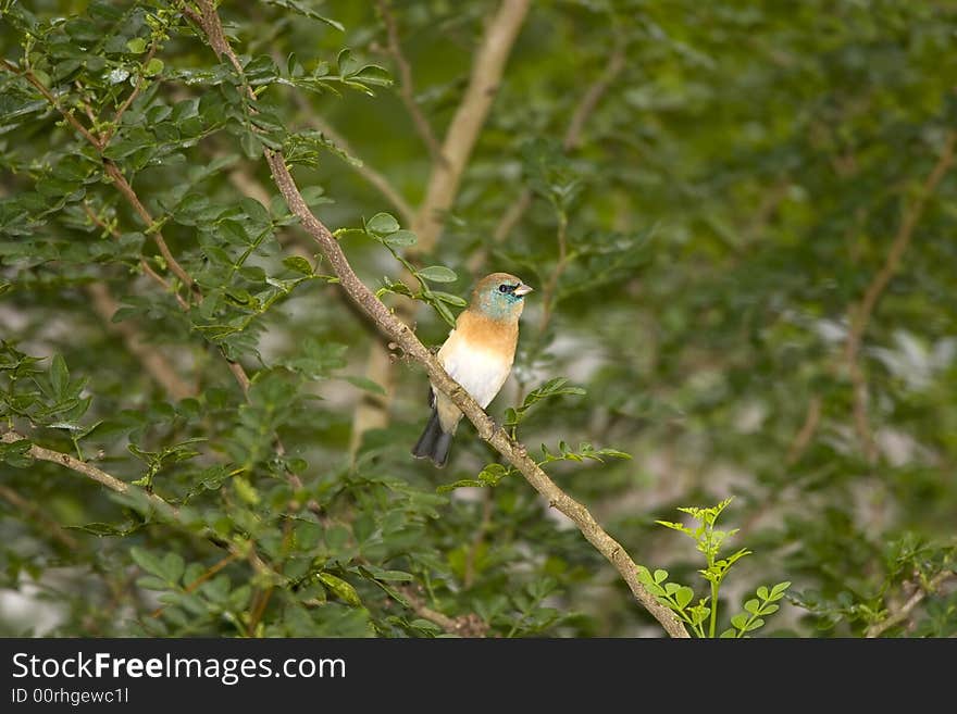 Lazuli Bunting Perched In A Tree