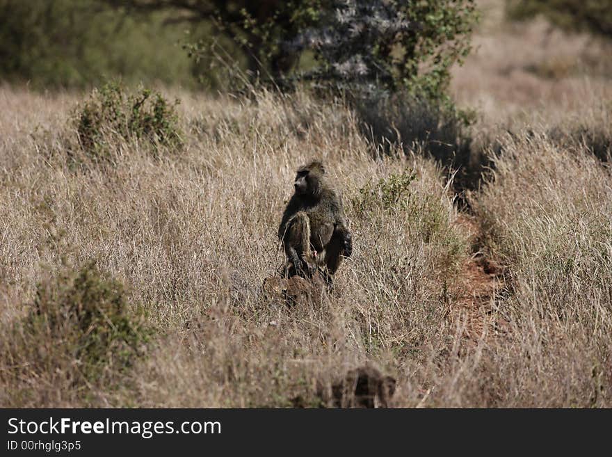 Gorilla africa orang orangutan anthropoid apes anthropoid-apes