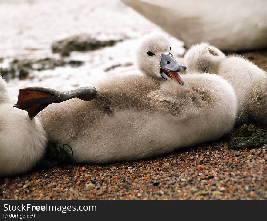 Cygnet