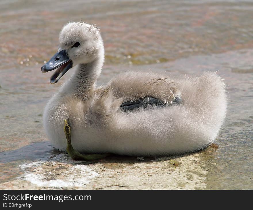 Cygnet