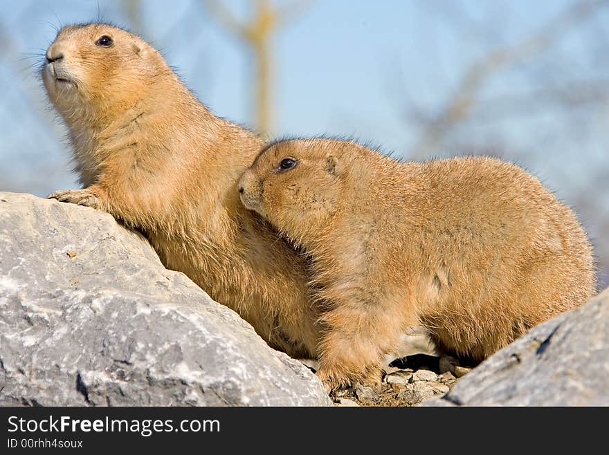 Couple of nice prairie dogs. Couple of nice prairie dogs