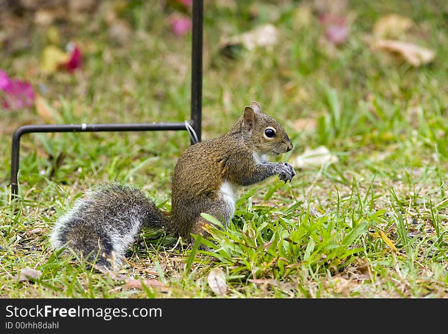 A Gray Squirrel has an object in his paws that he is playing with. A Gray Squirrel has an object in his paws that he is playing with