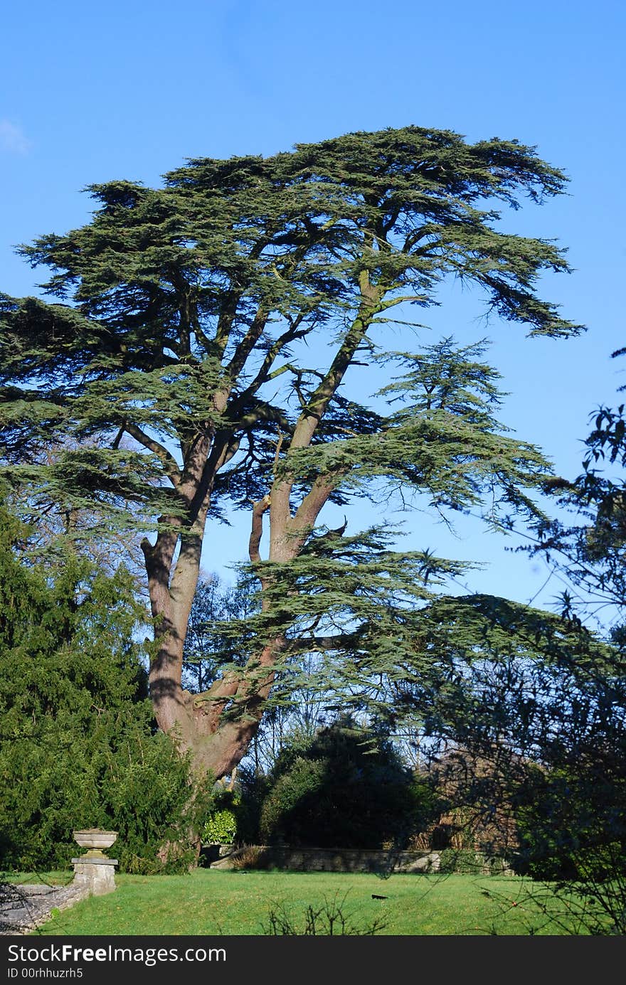 High tree and blue sky. High tree and blue sky